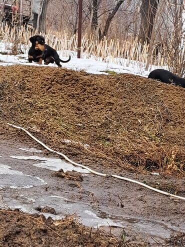 иттер алабай: Такса, 1 месяц, Самка, С родословной — 10