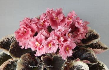 Фиалкалар жана глоксиниялар: В продаже ДЕТКИ стандартных трейлерных мини и полумини сортов фиалок — 6