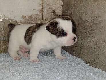 домик для собак: Бульдог, 1 месяц, Самец — 6