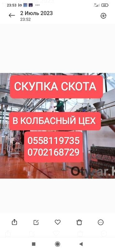 продажа быков: Куплю | Коровы, быки, Лошади, кони, Другие с/х животные | Круглосуточно, Любое состояние, Забитый — 1