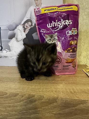 cat litter: Отдам котят в добрые руки. Родились 2.03.26 Приручены к лотку, едят — 3