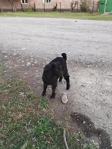 сибо ину: Продаю | Козлёнок | Полукровка | Для разведения | Племенные — 2