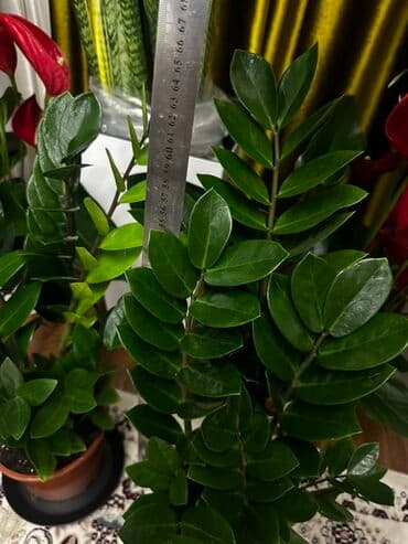 цветок доллар: Продаю замиокулькас — 850 сом! 🌿 Популярное декоративное растение — 2