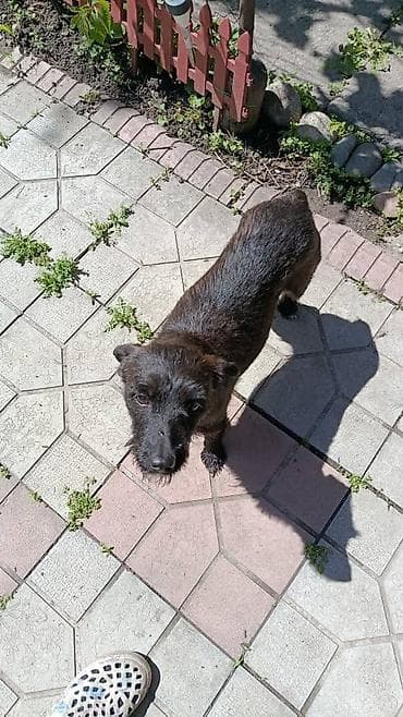 chi su: Отдам в добрые руки! собачка девочка Стерилизованна!!! маленькая — 2