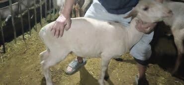 продажа французских бульдогов: Продаю | Овца (самка), Ягненок, Баран (самец) | Гиссарская, Полукровка, Меринос | На забой, Для разведения, Для шерсти | Племенные, Котные, Кастрированные — 5