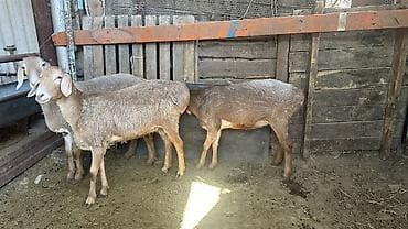 малёк рыбы: Продаю | Овца (самка) | Для разведения | Ярка — 1