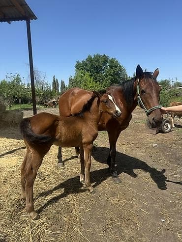 голуби животное: Продаю | Кобыла (самка) | Для разведения | Племенные — 2