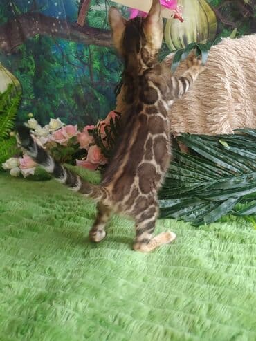 цена шотландского вислоухого кота: Бенгальская, 1 месяц, Мальчик, Приучена к лотку, Проглистована, С документами — 8