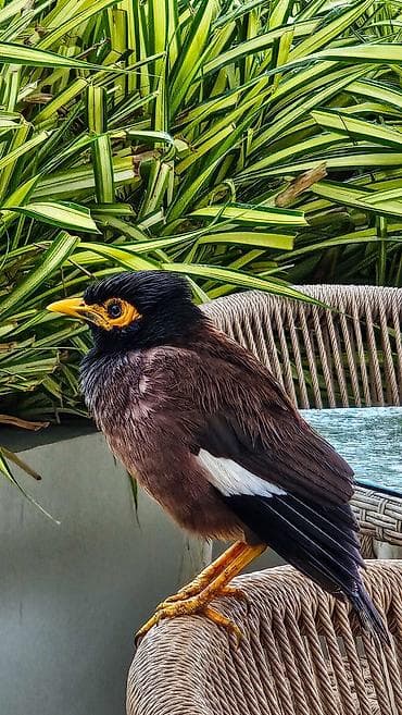 зоомагазин с животными: Возьму или же куплю птенца майны (Ала канат или афганская птица) — 1