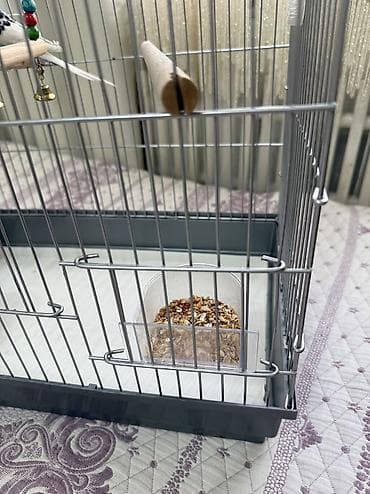 куплю голубей: Волнистые попугаи (пара) с клеткой и аксессуарами. Состав набора: - — 5