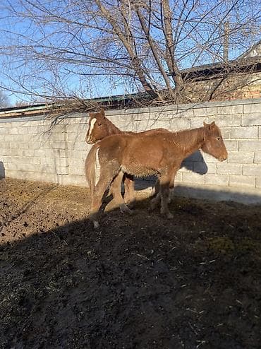 сколько стоит жеребёнок лошади: Продаю | Жеребенок | Полукровка | Рабочий — 5