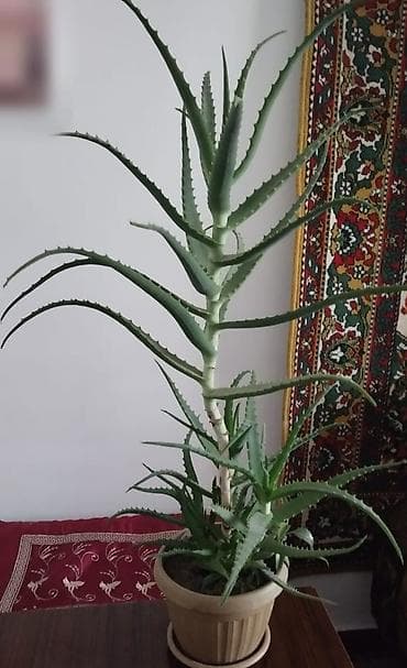 Үй жана бакча: Алой 5 лет — 1