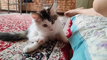 Котёнок, пушистый длинношёрстный окрас: белый с серо-чёрными пятнами и