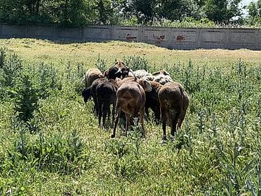 баран кара балта: Продаю | Овца (самка), Баран (самец) | Гиссарская | Для разведения, Для шерсти, На забой | Матка, Ярка, Кастрированные — 2