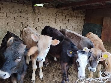 Айыл-чарба жаныбарлары: Сатам | Музоо | Аргын | Бордоп семиртүү үчүн — 6