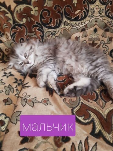 Скотиш Фолд (Шотландская вислоухая), 2 месяца, Мальчик, Серый, Проглистована, Приучена к лотку