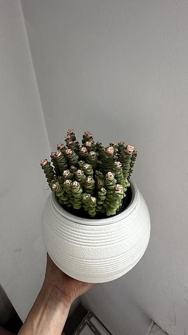 бонсай цветок: Суккулент Crassula ‘Buddha’s Temple’ (Крассула «Храм Будды») в — 1
