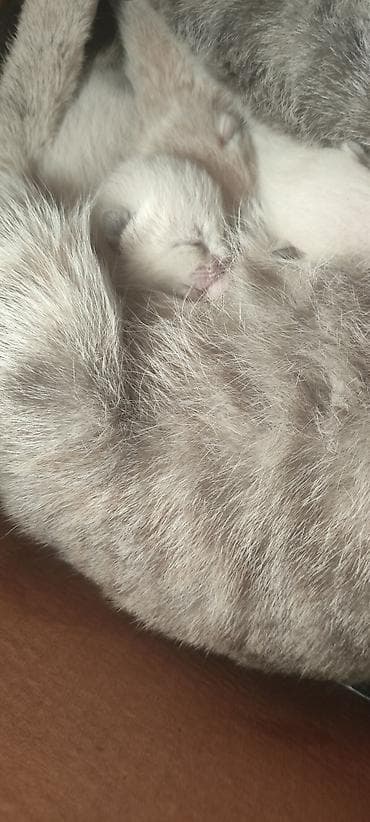 ангора кошка купить: Котята от домашней кошки - Помёт из нескольких котят пастельных — 1