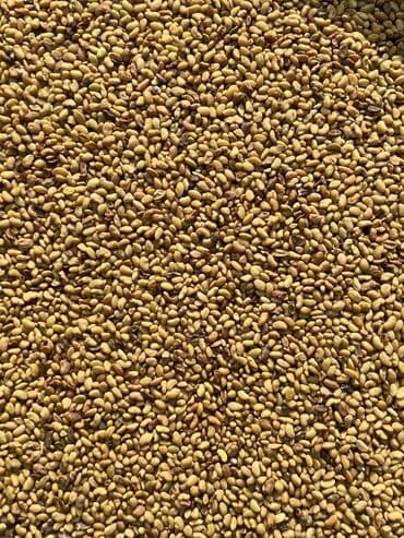 битал теке: Озүбүздүн талаалардан чыккан 100% Беде урук көп жылдык. Быйылкы жана — 3