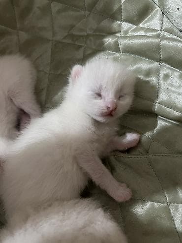 скотишь фолд: БРОНИРУЙТЕ КОТЯТ, ПРОДАЮТСЯ! Пока что пол не знаем родились 13 — 1