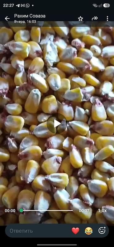 продаю жмых: Кукуруза (зерно) - Тип: сухое зерно кукурузы - Назначение: корм для — 1