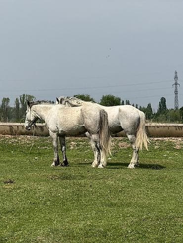лучший ветеринар бишкек: Продаю | Кобыла (самка) | Рабочий — 5