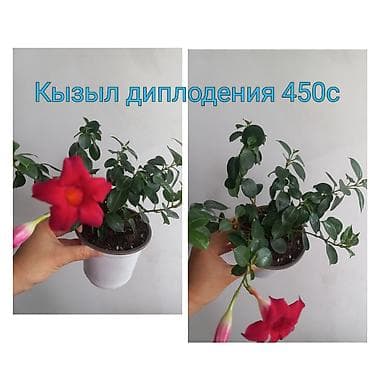 мёд эспарцет: Көчөттөр — 6