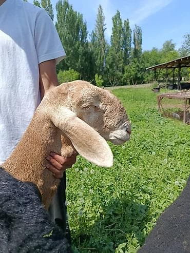 Айыл-чарба жаныбарлары: Сатам | Кочкор (эркек) | Көбөйтүү үчүн | Асыл тукумдуу — 6