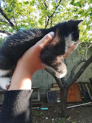 ищу котика: 2 месяца, Мальчик, Биколор, Приучена к лотку — 3