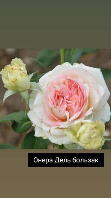 теплица цветы бишкек: Черенки цветка: Розы — 27