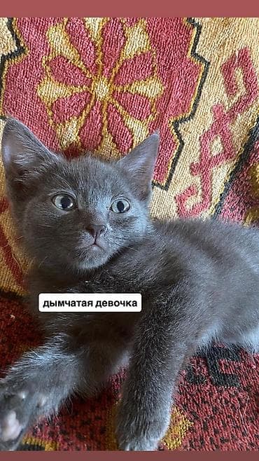 scottish fold: Срочно нужно пристроить котят в добрые руки, бесплатно. Котята — 2