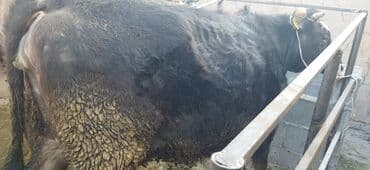 сумка для кошки: Продаю | Корова (самка) | Полукровка | Для молока | Стельные — 4