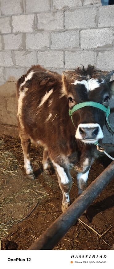 швиц уй: Продаю | Музоо, торпок | Полукровка | Для разведения | Привязанные — 1