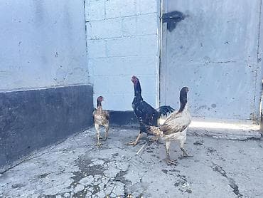 продажа кур: Продаю Возраст петушка Июнь второй. Дикий, Порода Мать Шамо миксован — 7