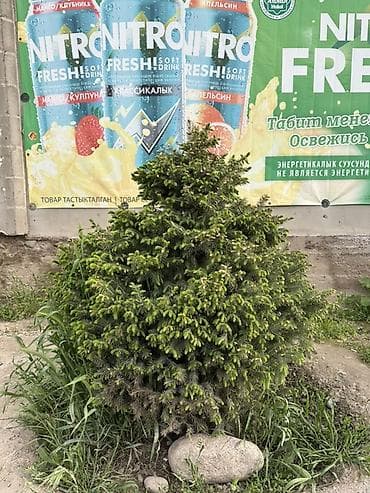свечка: Ель (вероятно, канадская/серая, Picea glauca), компактная — 1