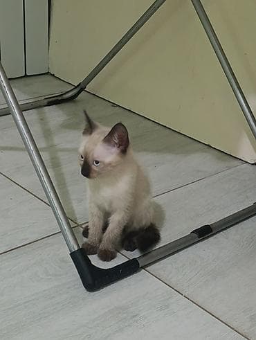 кошка ош: Отдадим в добрые руки котята обработанны и проглистованны. к лотку — 4