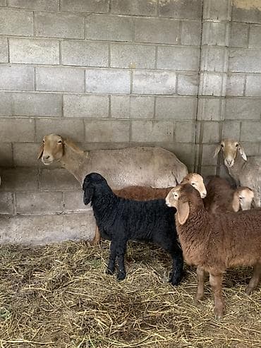 Животные: Продаю | Ягненок | Для разведения | Племенные — 4