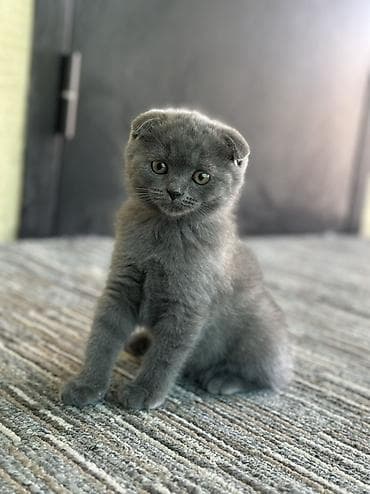 котята дарлм: Шотландский вислоухий котёнок (Scottish Fold), окрас: сплошной — 4