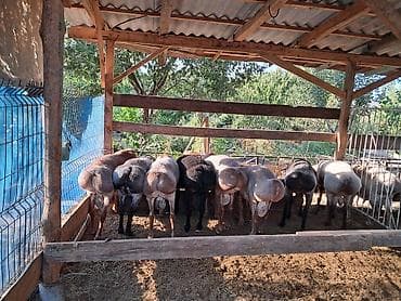 лысые котята: Продаю | Баран (самец) | На забой — 2