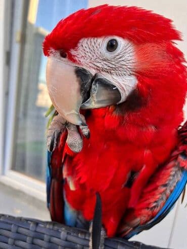 Грызуны: Срочно отдаём бесплатно красавца-попугая Ара в добрые руки! Уезжаем — 1