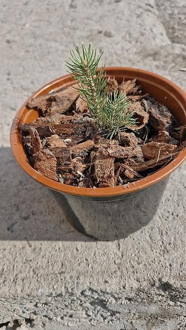 орехи продам: Саженцы ели в горшках - Порода: ель (сеянец первого года). - Посадка — 1