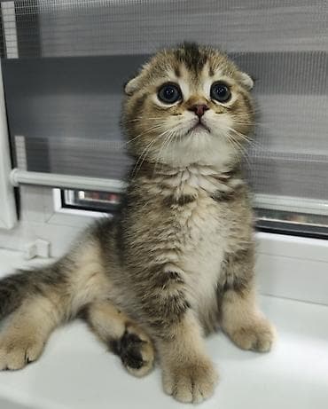 купить сокола в питомнике: Скотиш Фолд (Шотландская вислоухая), 2 месяца, Мальчик — 6