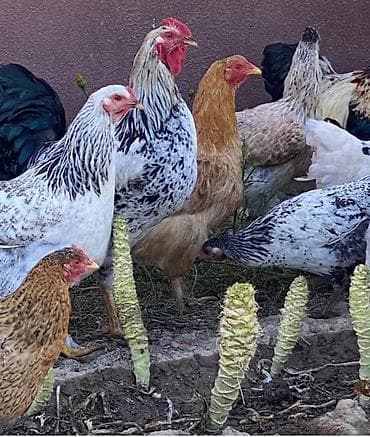 Очень Крупные домашние куры Порода Кучинская . адлерская Полубрама