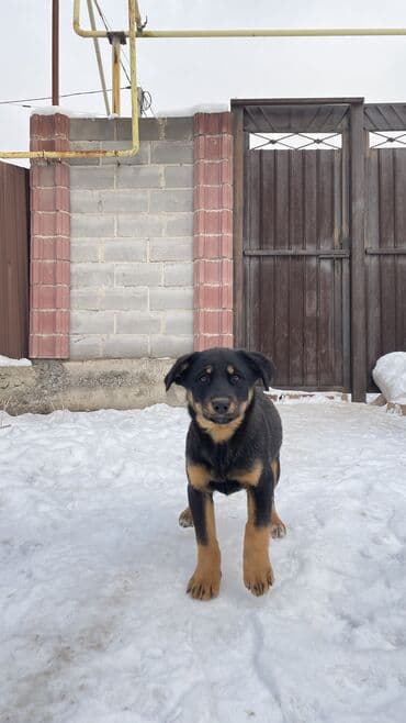 домик для большой собаки: Собака даром: 3 месяца, Самка — 9