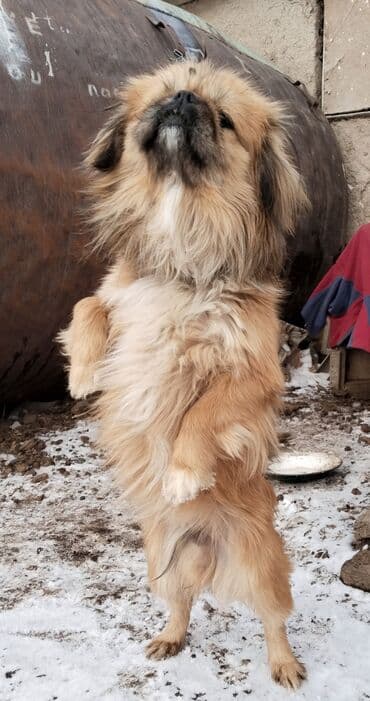 Собаки: Продаю пекинес (миниатюрная декоративная собака). НЕ ЗВОНИТЬ — 4