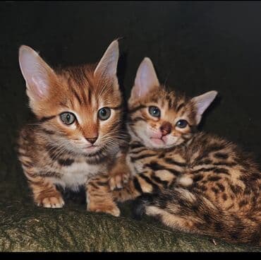 цена вислоухих котов: Бенгальский котёнок с ярким розеточным окрасом (контрастные «розетки» — 4