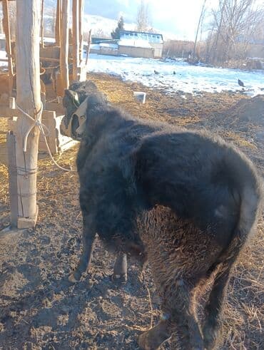 собаку в добрые руки: Продаю | Бык (самец) | На откорм — 7