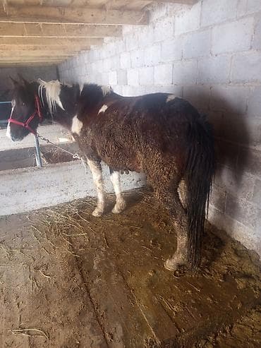 миринос кой: Продаю | Конь (самец) | Рабочий — 3