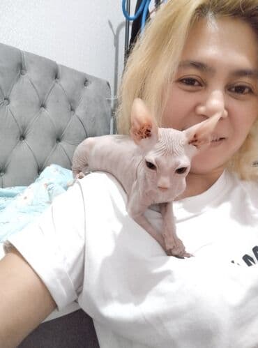 гидропонный корм: Сфинкс, 3 месяца, Девочка — 4