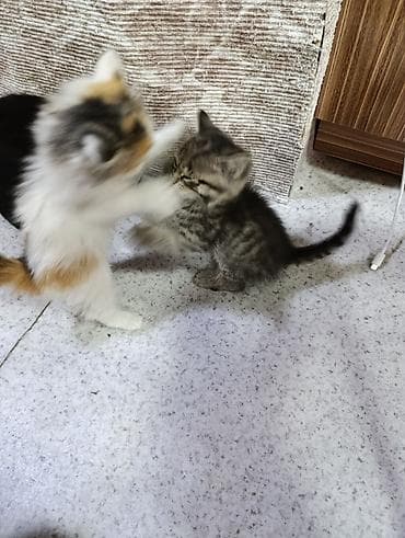 Животные: Котята-домоседы — игривые и ласковые малыши - Помёт из трёх котят — 3